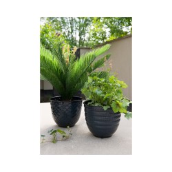 SAPINS.FRCycas en pot plastique51,99 € cycas