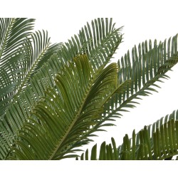 cycas