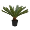 SAPINS.FRCycas en pot plastique51,99 € cycas